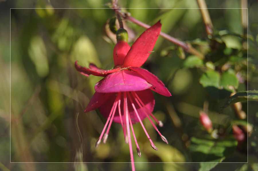 Eine Blume