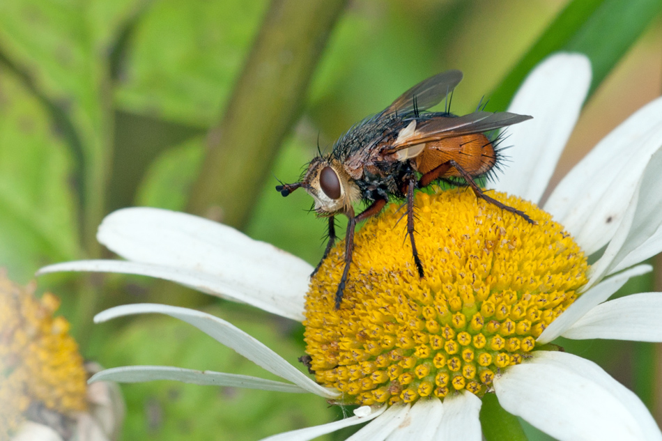 Eine Fliege.