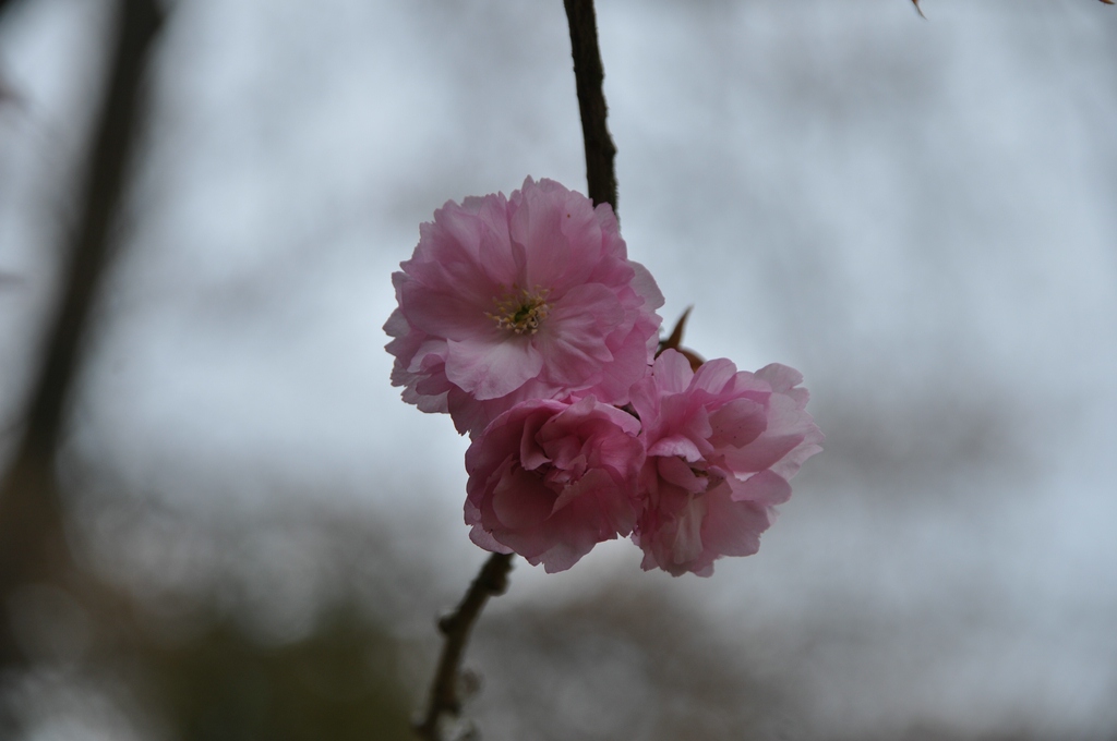 Eine Frühlingsblüte