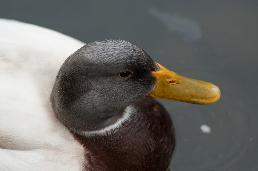 eine ganz normale Ente ...