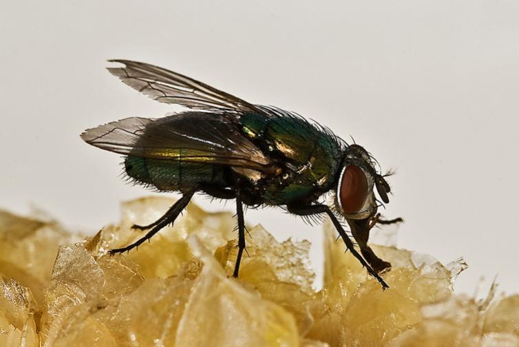 Eine ganz normale Fliege auf dem Rest eines gegrillten Maiskolbens. Nikon D80, Sigma 105mm, Makro