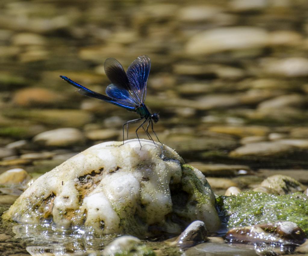 Eine gebänderte Prachtlibelle macht eine kurze Rast auf einem Stein in der Isar.