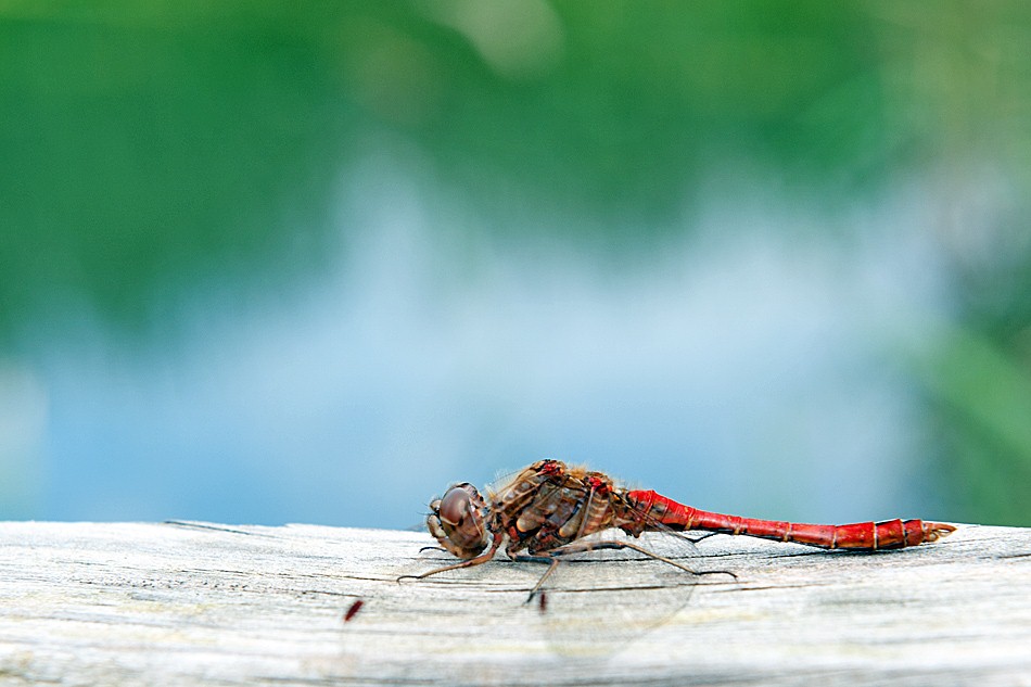 Eine Heidelibelle (mit dem Nikkor 24-70 2,8 erwischt)