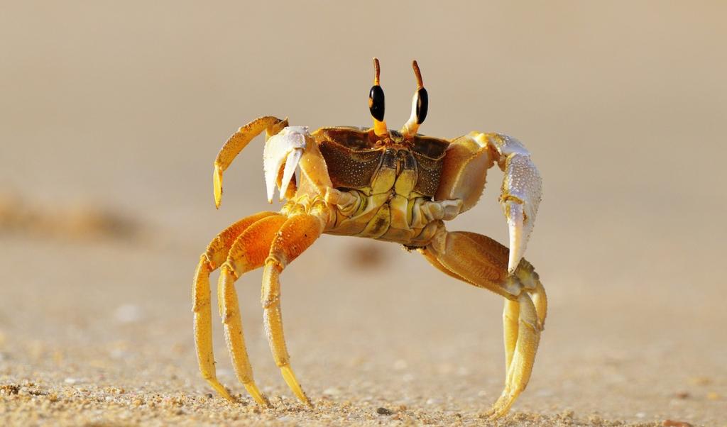 Eine Krabbe mit Groessenwahn!