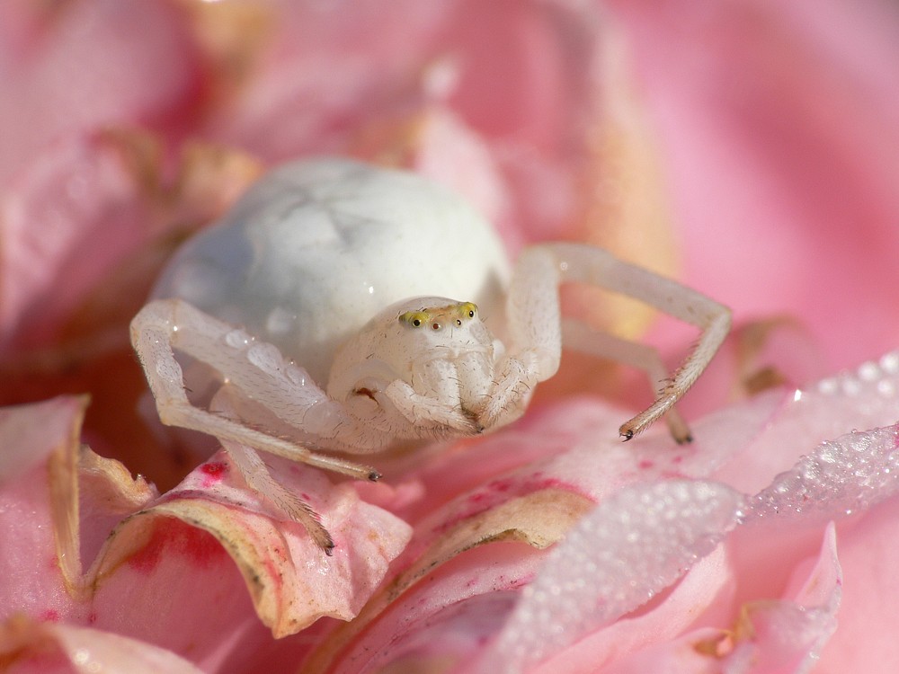 eine Krabbenspinne sonnt sich im Morgentau