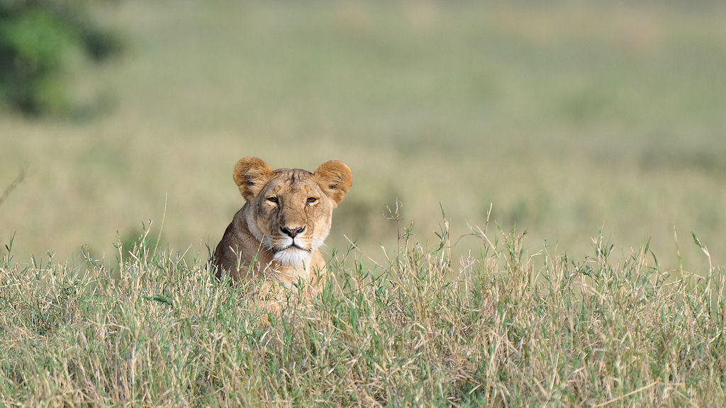 Eine Löwin auf Beobachtungsposten
in der Nordserengeti
3722