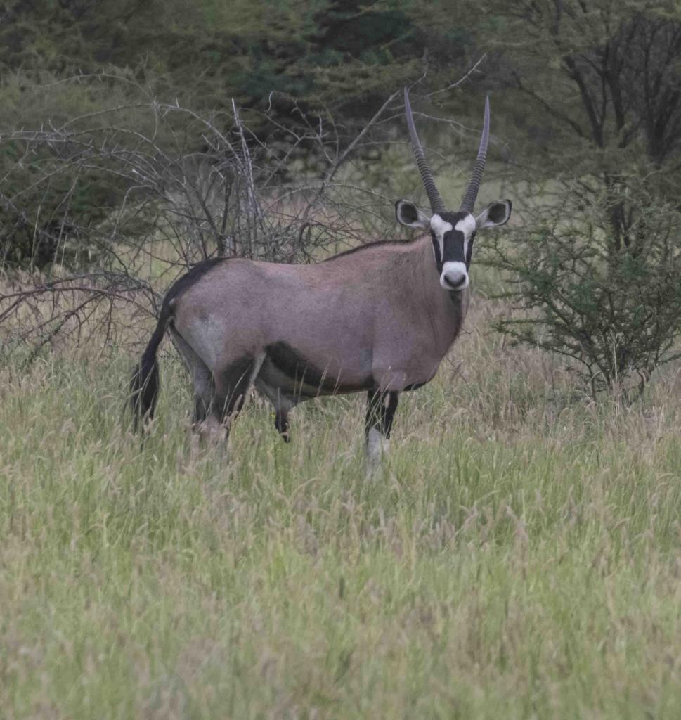 Eine Oryx Antilope beobachtet uns aus einiger Entfernung.