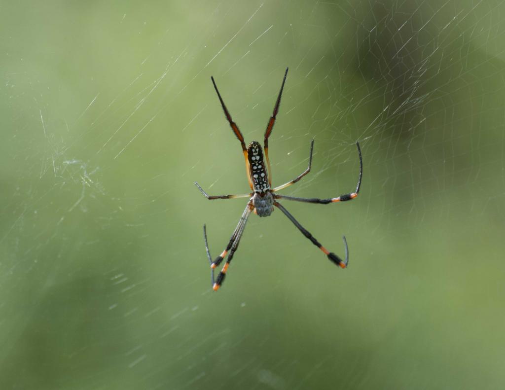 Eine Radnetzspinne wartet in ihrem Netz auf Beute.