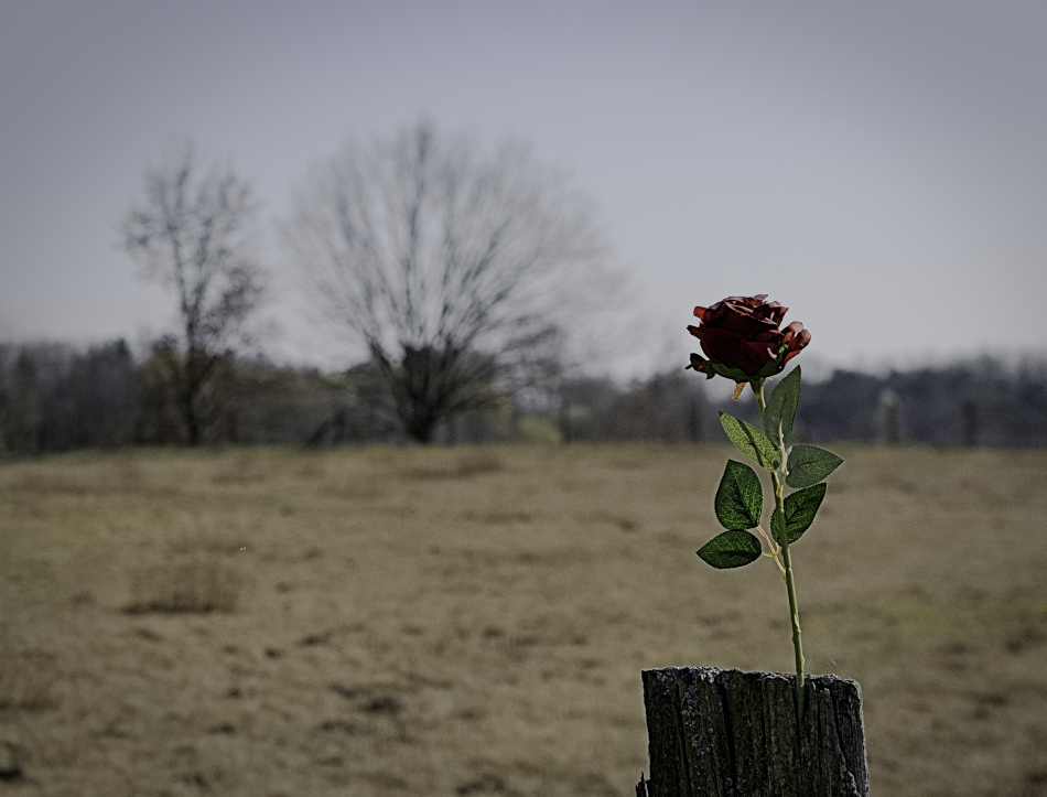 Eine Rose auf dem Zaunpfahl.jpg