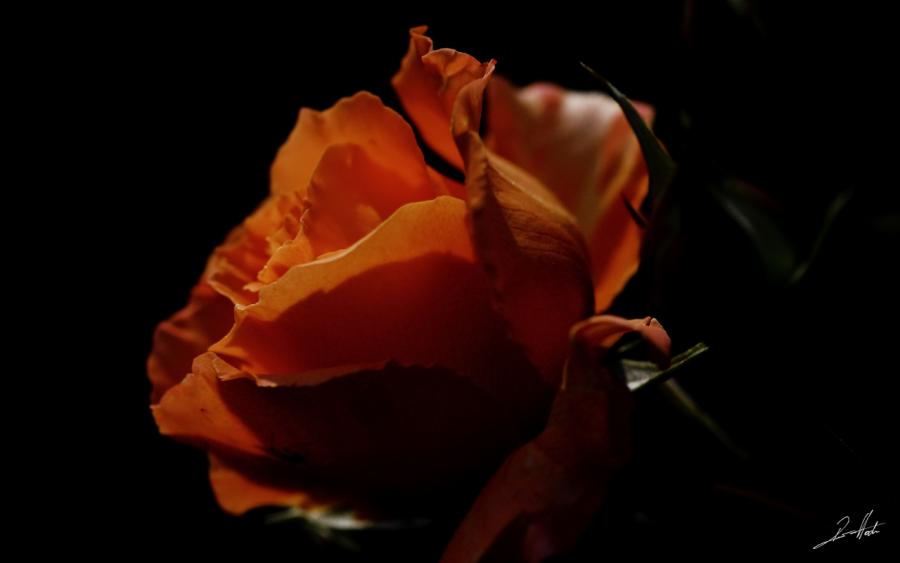 Eine Rose aus Nachbars Garten
