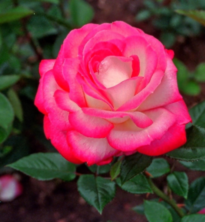 eine Rose ist eine Rose ist eine Rose...