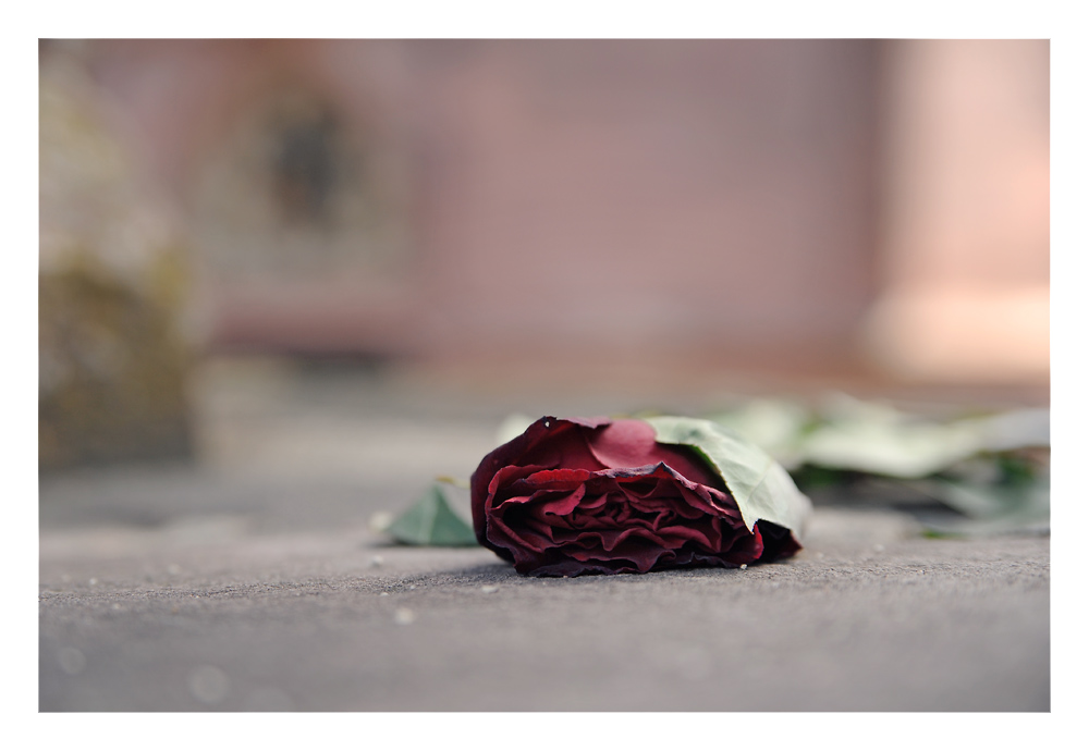 eine Rose...