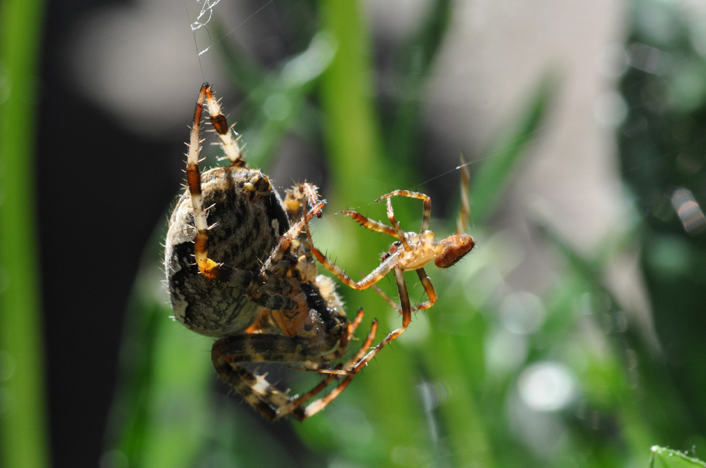 Eines meiner ersten Macrofotos.
Gartenkreuzspinnen Weibchen und Mänchen.
Stativaufnahme mit D5000 und Nikkor Micro DX 85 3.5