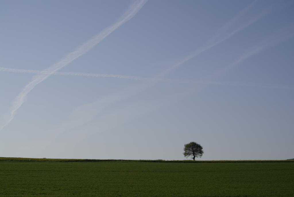Einfach nur ein Baum...