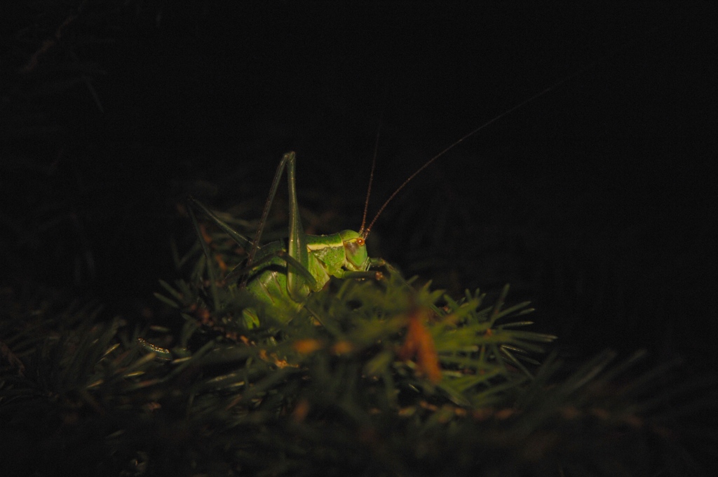 Einmal im Rampenlicht...
DSC 7571 small