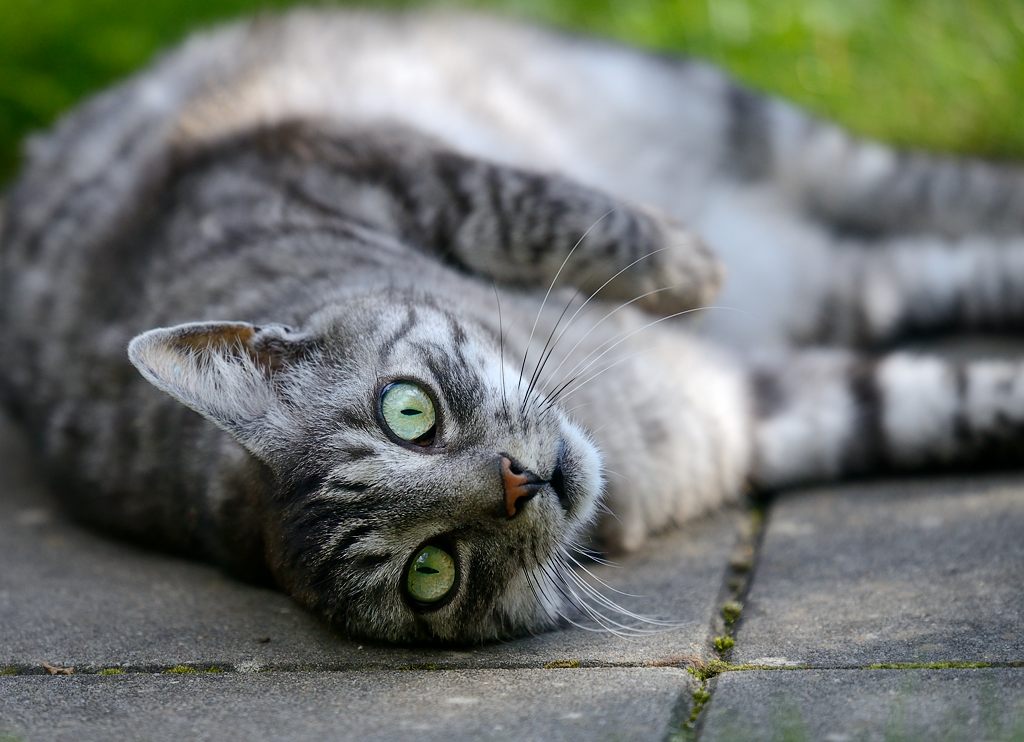 Einohrkatze