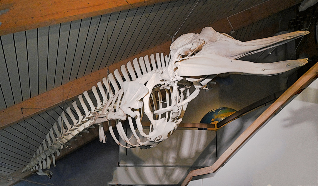 Eins von vielen Ausstellungsstücken im Natureum