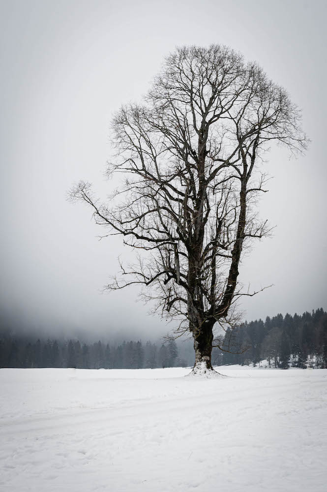 Einsamer Baum im Winter