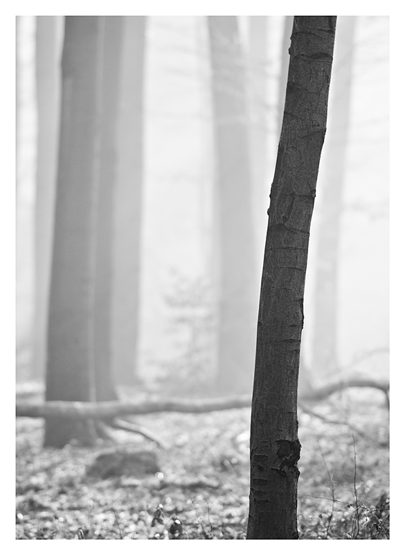 einsamer Baum SW