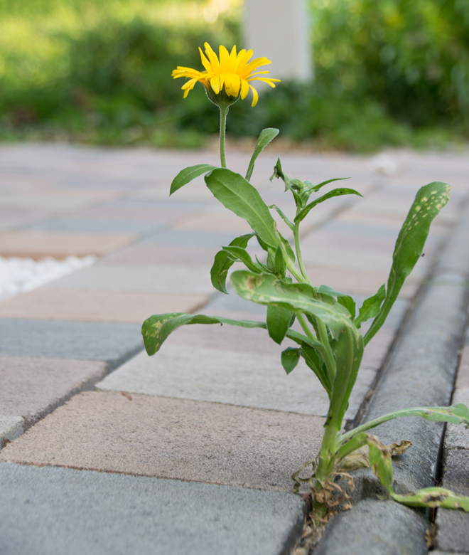 Einsames Blümchen für NFF