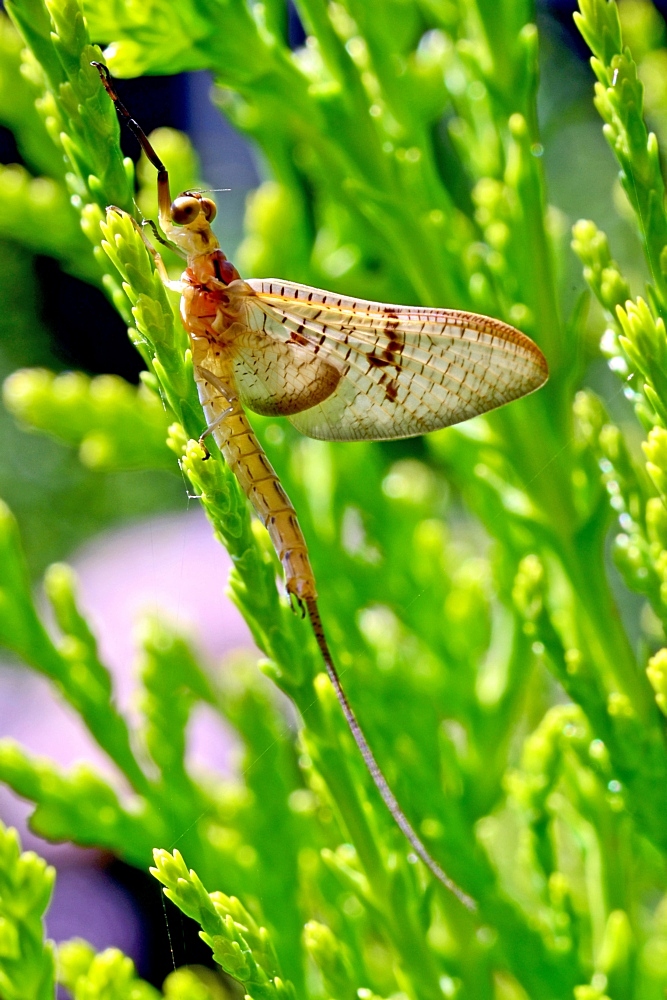 Eintagsfliege