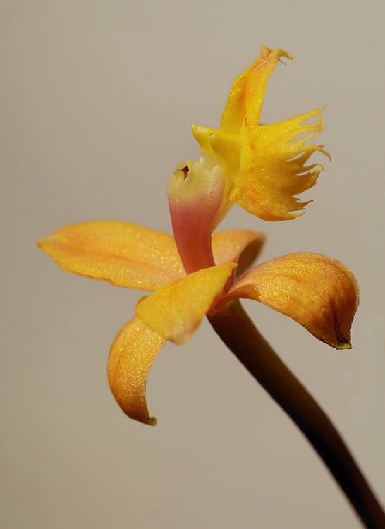 Einzelblüte