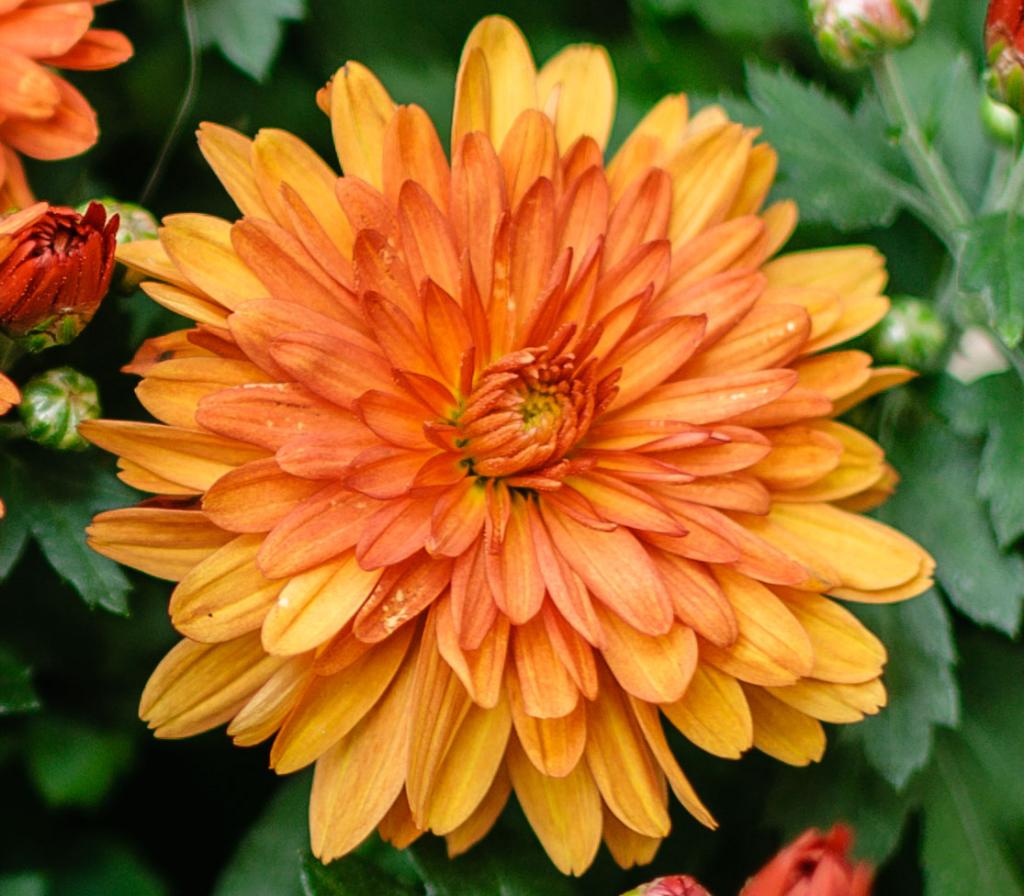 einzelne Blume