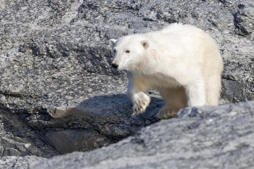 Eisbär auf einer Insel vor Phippsoya