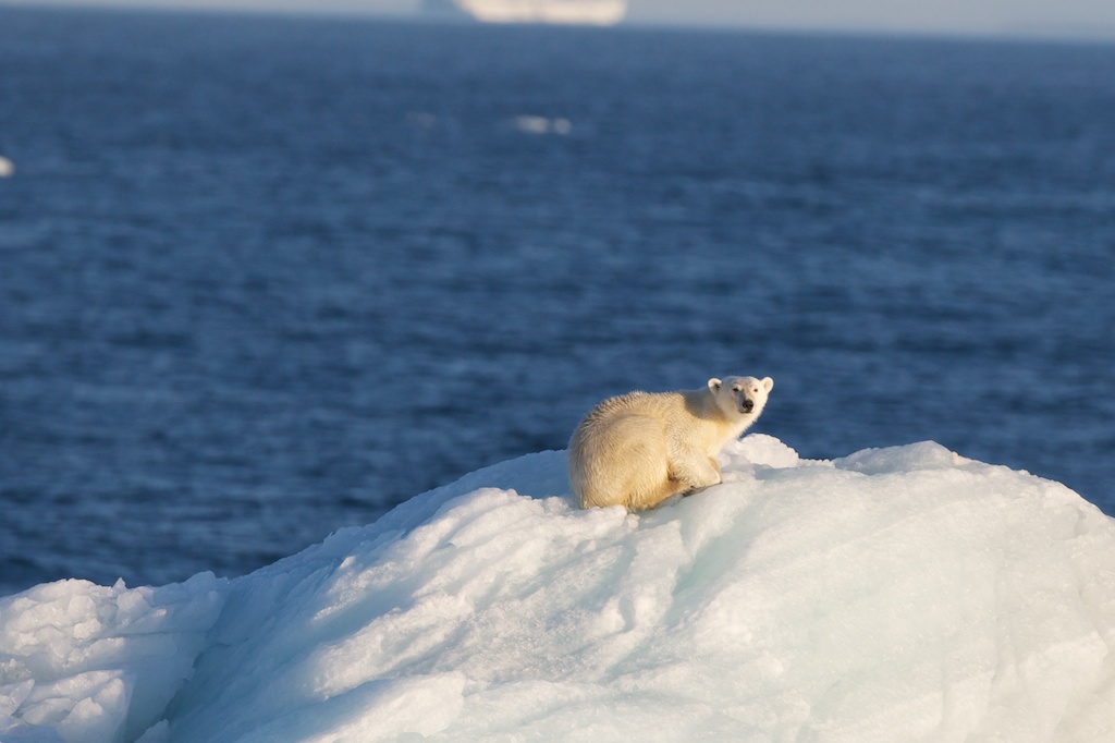 Eisbär auf offener See