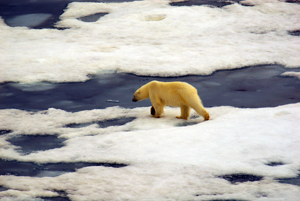 Eisbär im Franz Josef Land