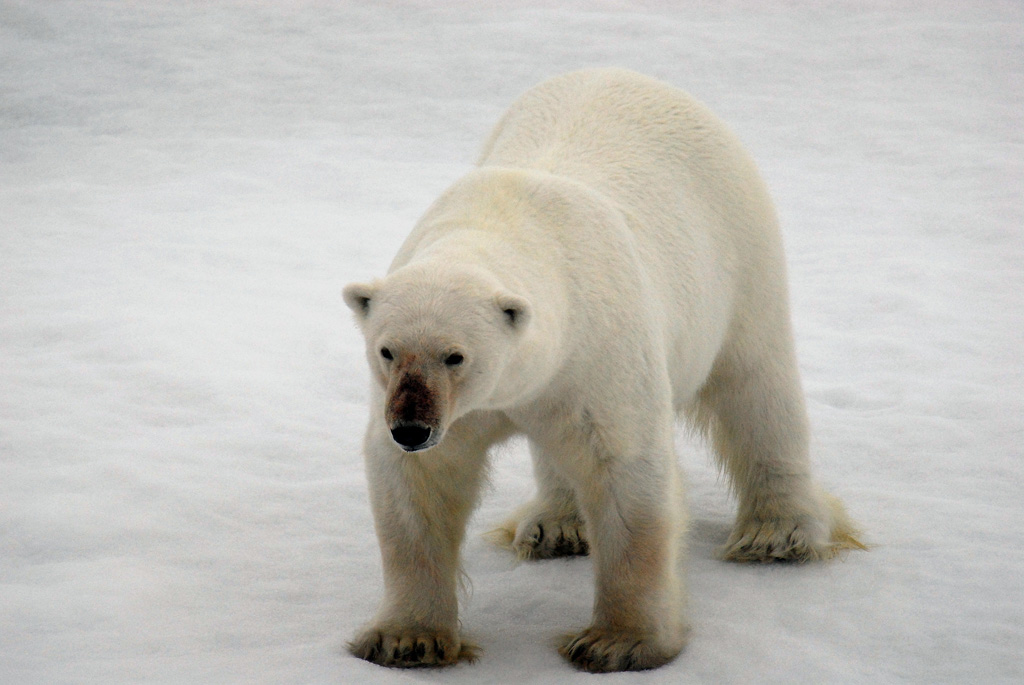 Eisbär im Franz Josef Land
