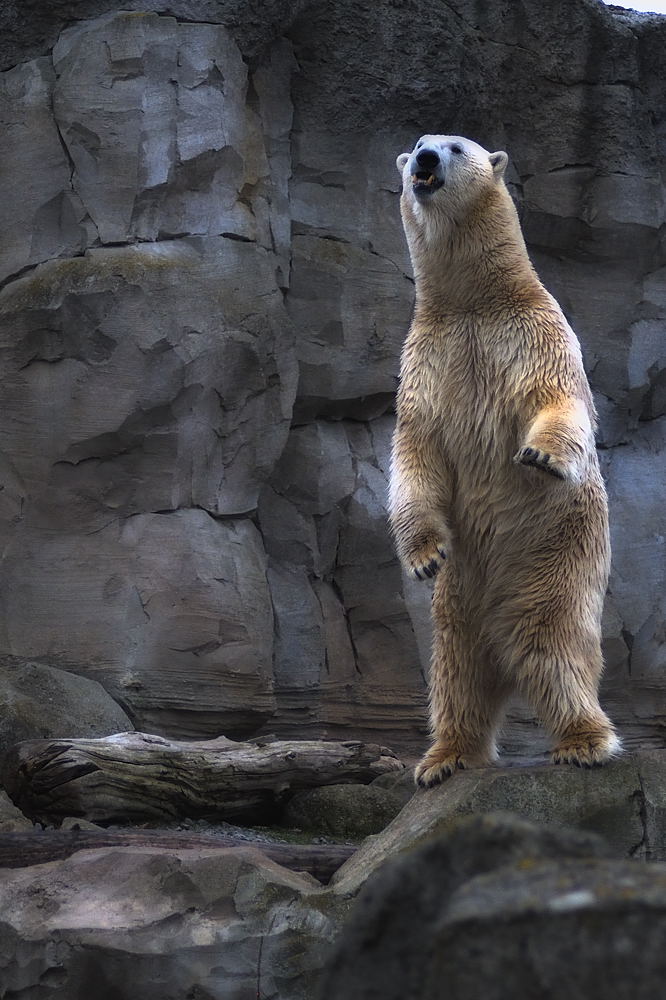 Eisbär klein