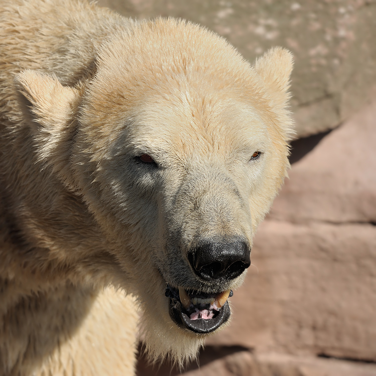 Eisbär
Tiergarten Nürnberg