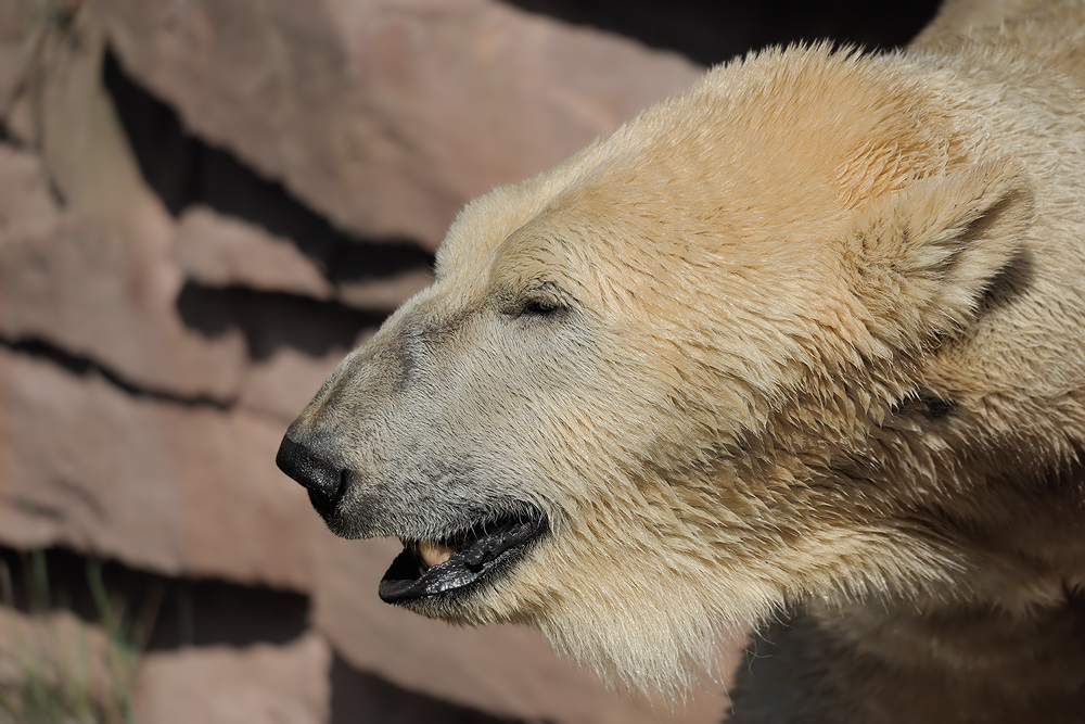 Eisbär
Tiergarten Nürnberg