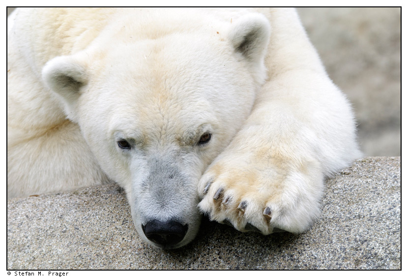 Eisbär Yoghi