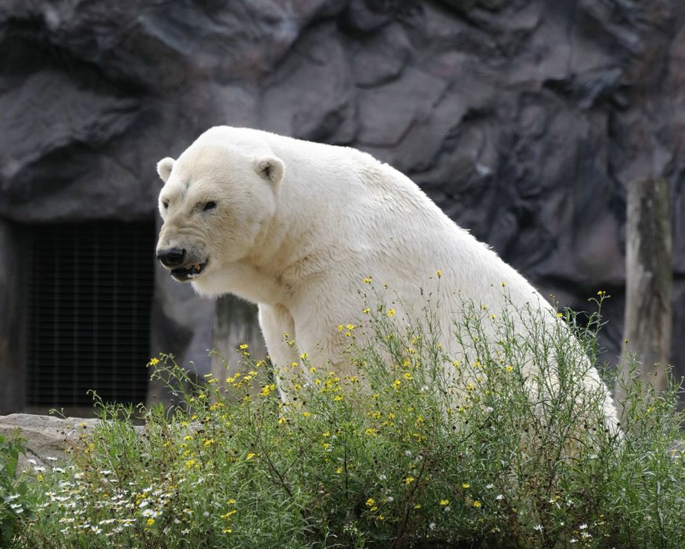 Eisbär Zoom Gelsenkirchen - 2010