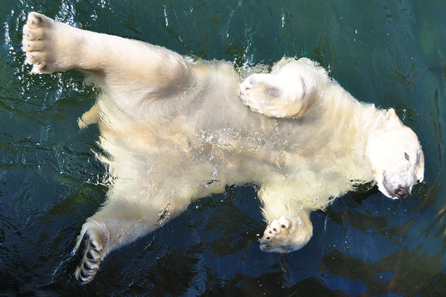 eisbär