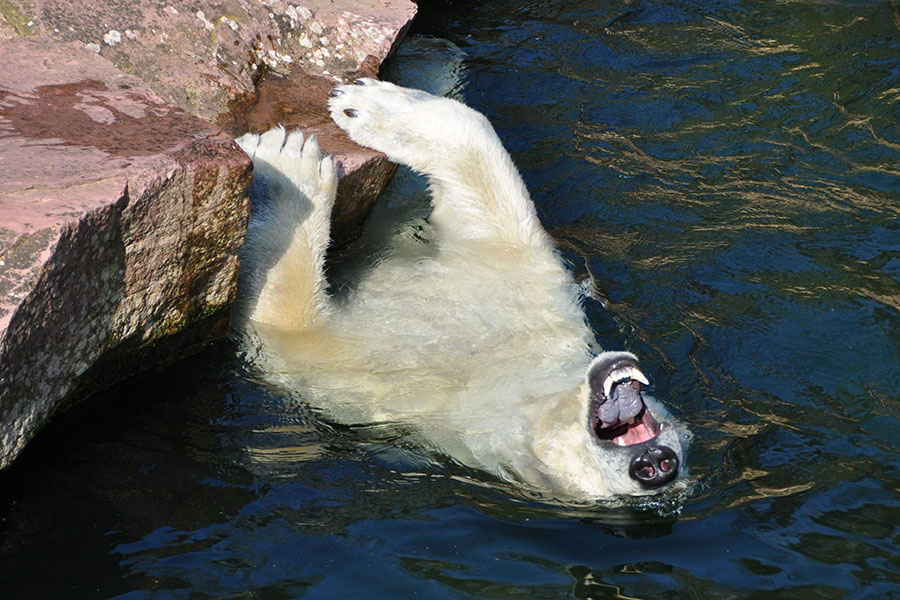 eisbär