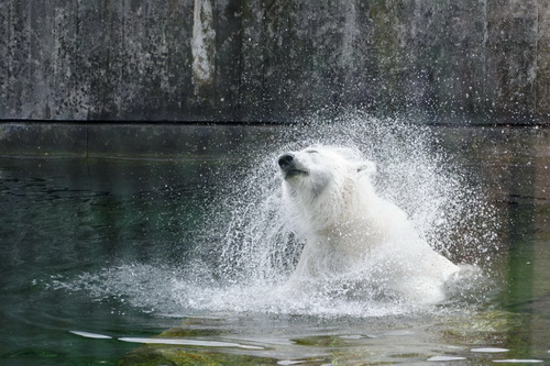 Eisbär
