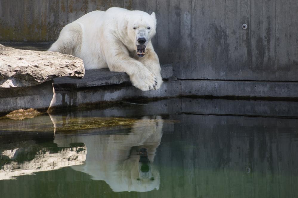 Eisbär