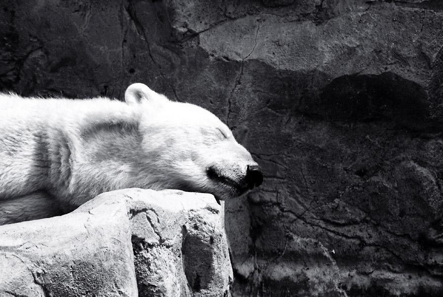 Eisbär