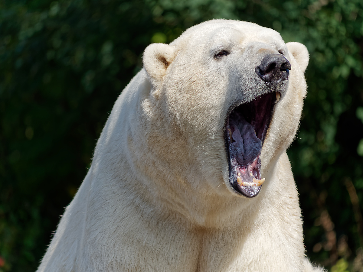 Eisbär