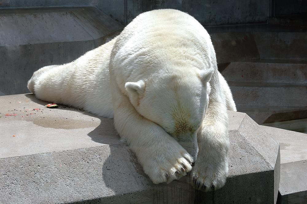 Eisbär