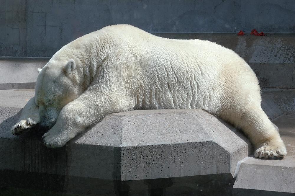 Eisbär