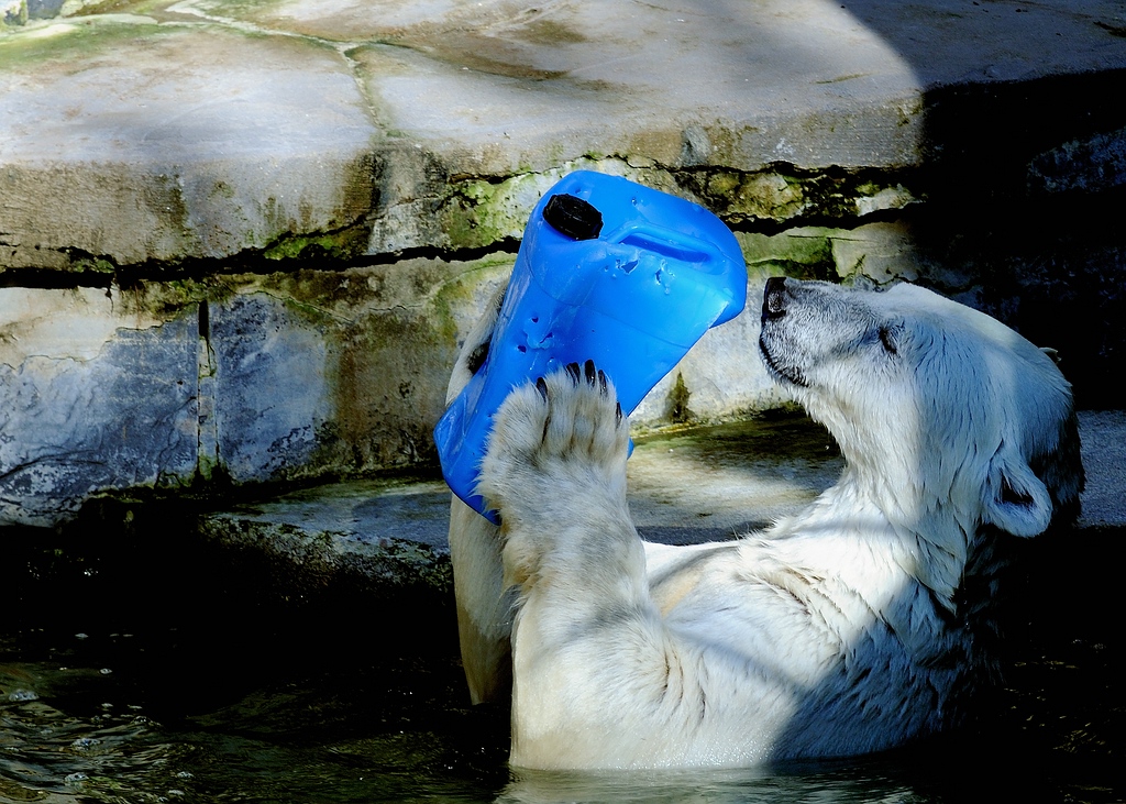 Eisbär1
