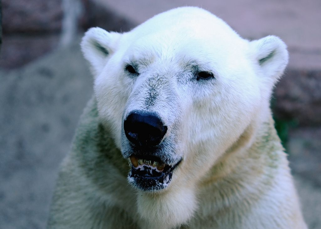 Eisbär2