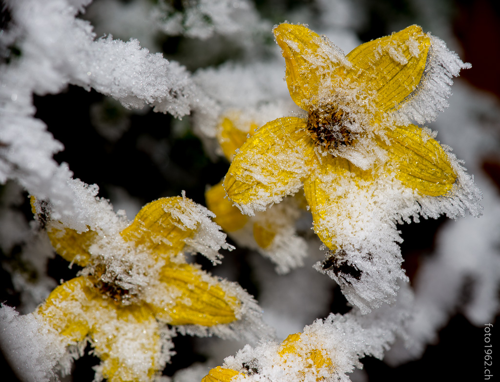 Eisblume auf Bettmeralp