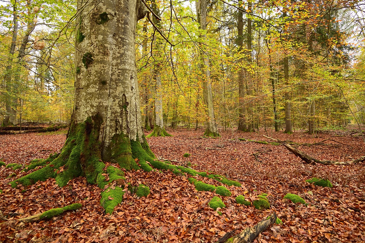Eisenbachhain-2019_23986 (7).jpg