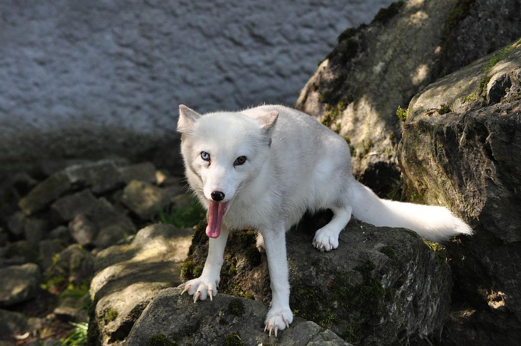 Eisfuchs