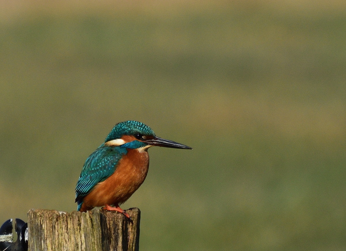Eisvogel. 00002 00004